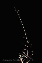 Immagine 3 di 8 - Cleistogenes serotina (L.) Keng