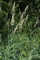 Immagine 2 di 5 - Phalaris arundinacea L.