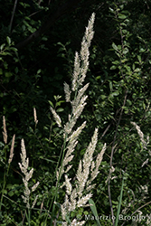 Immagine 3 di 5 - Phalaris arundinacea L.