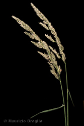 Immagine 4 di 5 - Phalaris arundinacea L.