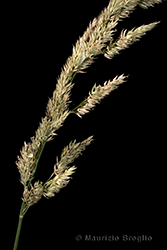 Immagine 5 di 5 - Phalaris arundinacea L.