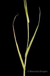 Immagine 2 di 7 - Phalaris canariensis L.