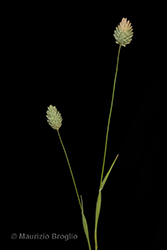 Immagine 3 di 7 - Phalaris canariensis L.