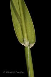 Immagine 6 di 7 - Phalaris canariensis L.