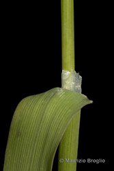 Immagine 7 di 7 - Phalaris canariensis L.