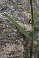 Immagine 6 di 6 - Alopecurus alpinus Vill.