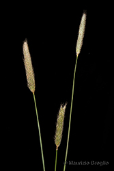 Immagine 3 di 6 - Alopecurus pratensis L.