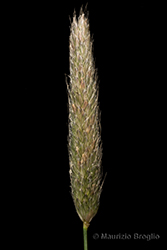 Immagine 4 di 6 - Alopecurus pratensis L.