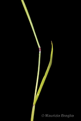 Immagine 5 di 11 - Alopecurus geniculatus L.