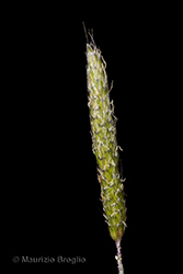 Immagine 7 di 11 - Alopecurus geniculatus L.