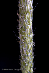 Immagine 9 di 11 - Alopecurus geniculatus L.