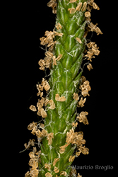 Immagine 5 di 9 - Alopecurus aequalis Sobol.