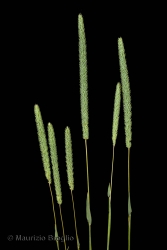 Immagine 1 di 3 - Phleum phleoides (L.) H. Karst.