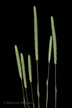 Phleum phleoides (L.) H. Karst.