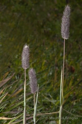Immagine 2 di 3 - Phleum rhaeticum (Humphries) Rauschert