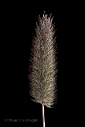 Immagine 3 di 3 - Phleum rhaeticum (Humphries) Rauschert