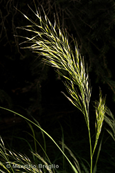 Immagine 4 di 8 - Achnatherum calamagrostis (L.) P. Beauv.