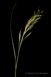 Immagine 5 di 8 - Achnatherum calamagrostis (L.) P. Beauv.