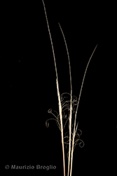 Immagine 5 di 10 - Stipa capillata L.