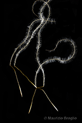 Immagine 2 di 4 - Stipa eriocaulis Borbás