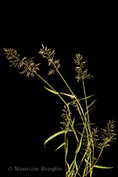 Immagine 1 di 6 - Eragrostis minor Host