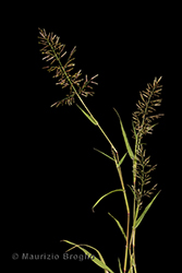 Immagine 2 di 6 - Eragrostis minor Host