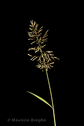 Immagine 3 di 6 - Eragrostis minor Host