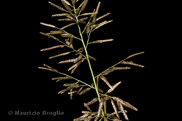 Immagine 4 di 6 - Eragrostis minor Host