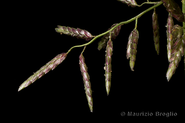 Immagine 5 di 6 - Eragrostis minor Host