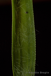 Immagine 6 di 6 - Eragrostis minor Host