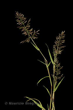 Eragrostis minor Host