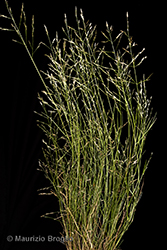 Immagine 1 di 11 - Eragrostis frankii (Fisch., C.A. Mey. & Avé-Lall.) Steud.