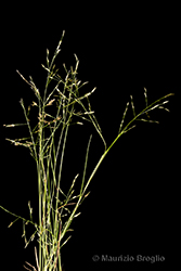 Immagine 2 di 11 - Eragrostis frankii (Fisch., C.A. Mey. & Avé-Lall.) Steud.