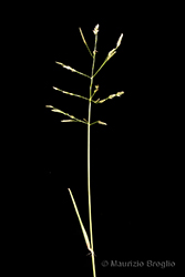 Immagine 3 di 11 - Eragrostis frankii (Fisch., C.A. Mey. & Avé-Lall.) Steud.