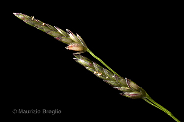 Immagine 5 di 11 - Eragrostis frankii (Fisch., C.A. Mey. & Avé-Lall.) Steud.