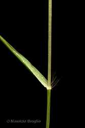 Immagine 6 di 11 - Eragrostis frankii (Fisch., C.A. Mey. & Avé-Lall.) Steud.