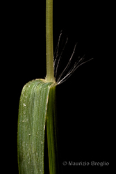 Immagine 7 di 11 - Eragrostis frankii (Fisch., C.A. Mey. & Avé-Lall.) Steud.