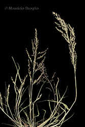 Immagine 9 di 11 - Eragrostis frankii (Fisch., C.A. Mey. & Avé-Lall.) Steud.