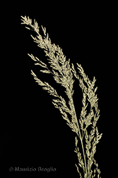 Immagine 10 di 11 - Eragrostis frankii (Fisch., C.A. Mey. & Avé-Lall.) Steud.