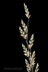 Immagine 11 di 11 - Eragrostis frankii (Fisch., C.A. Mey. & Avé-Lall.) Steud.