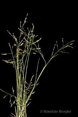 Eragrostis frankii (Fisch., C.A. Mey. & Avé-Lall.) Steud.