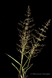 Immagine 1 di 7 - Eragrostis mexicana (Hornem.) Link