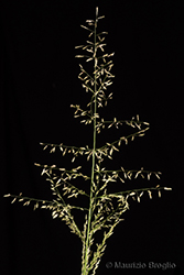 Immagine 2 di 7 - Eragrostis mexicana (Hornem.) Link