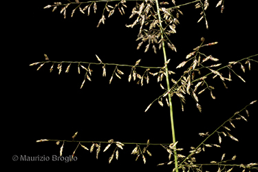 Immagine 3 di 7 - Eragrostis mexicana (Hornem.) Link