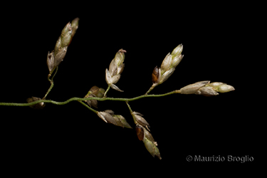 Immagine 4 di 7 - Eragrostis mexicana (Hornem.) Link