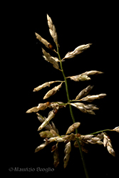 Immagine 5 di 7 - Eragrostis mexicana (Hornem.) Link