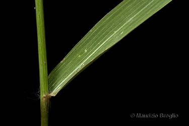 Immagine 6 di 7 - Eragrostis mexicana (Hornem.) Link