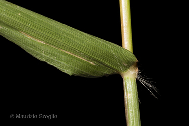 Immagine 7 di 7 - Eragrostis mexicana (Hornem.) Link