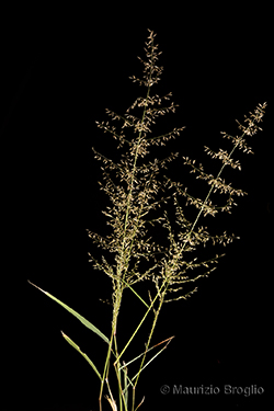 Eragrostis mexicana (Hornem.) Link