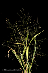 Immagine 2 di 7 - Panicum capillare L.